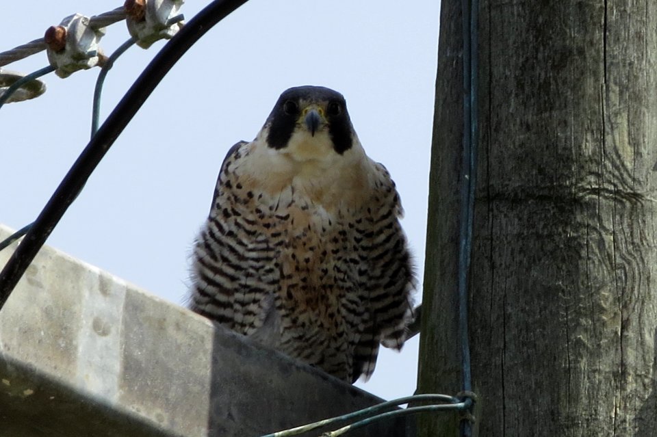 Peregrine Falcon