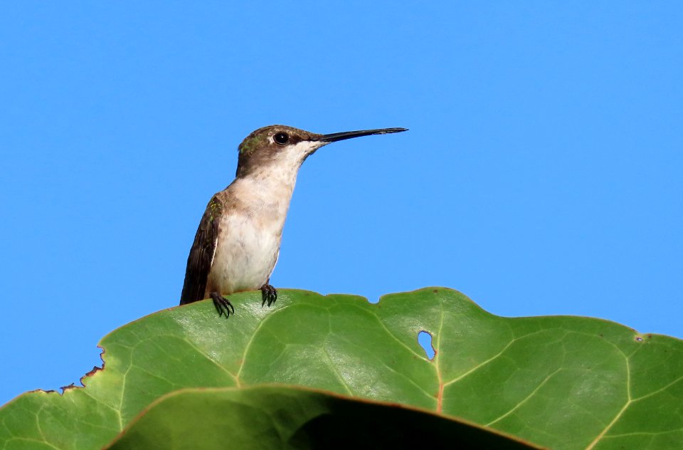Ruby-throated Hummingbird