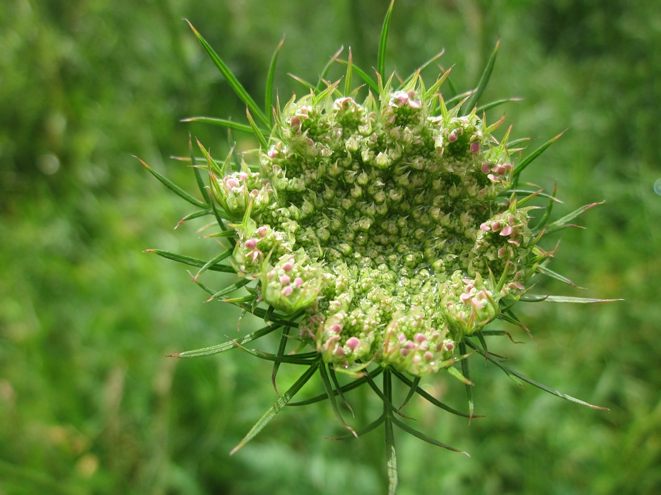 Bishop's lace queen anne's lace wildflower