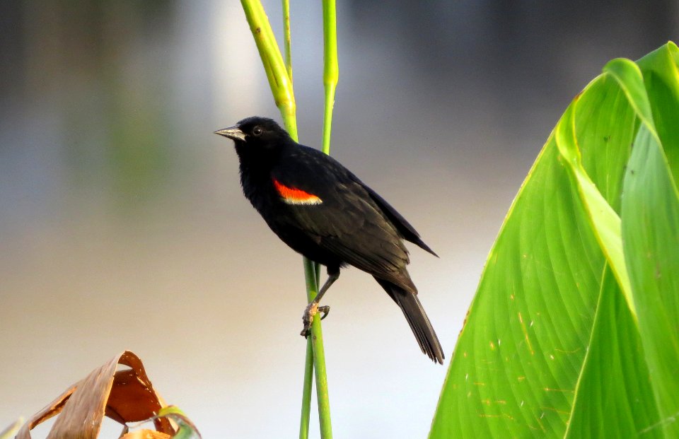 Red-winged Blackbird