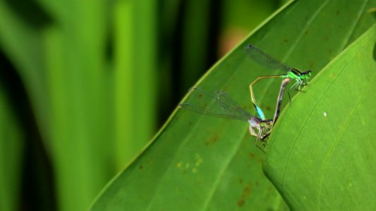 Rambur's Forktail