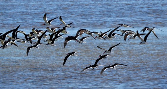 Black Skimmers photo