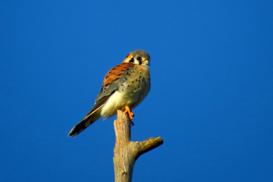 American Kestrel