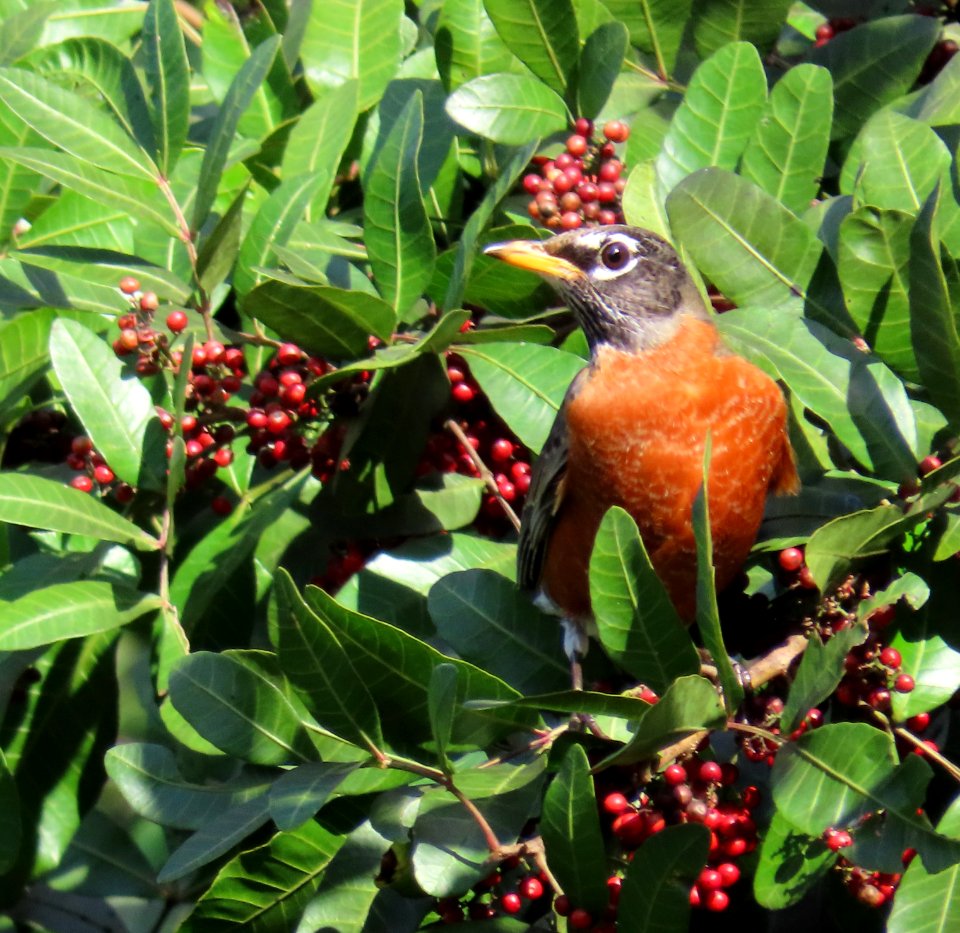 American Robin photo