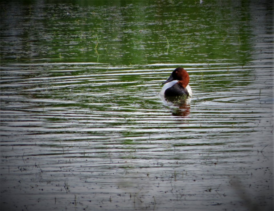 Canvasback photo