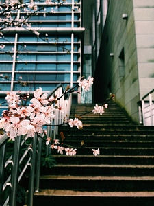 Plum blossom campus stairs
