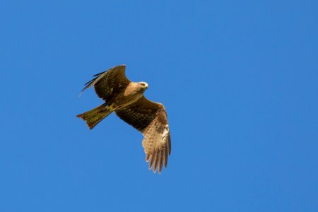 Vogel 20164564