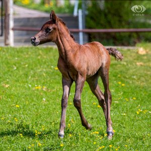 Dafina-Dschehim-SF 20162679