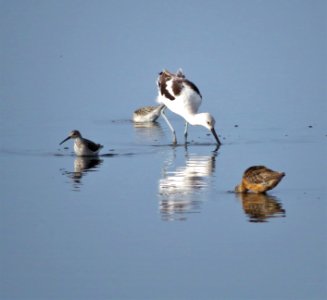 Stilt Sandpiper, American Avocet and Dowitcher photo