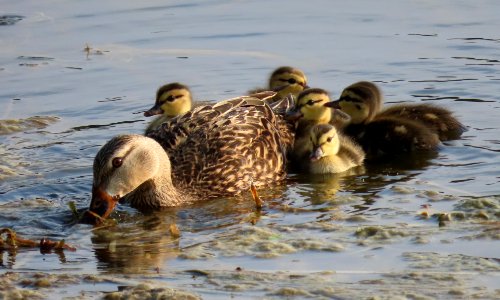 Mottled Duck family photo