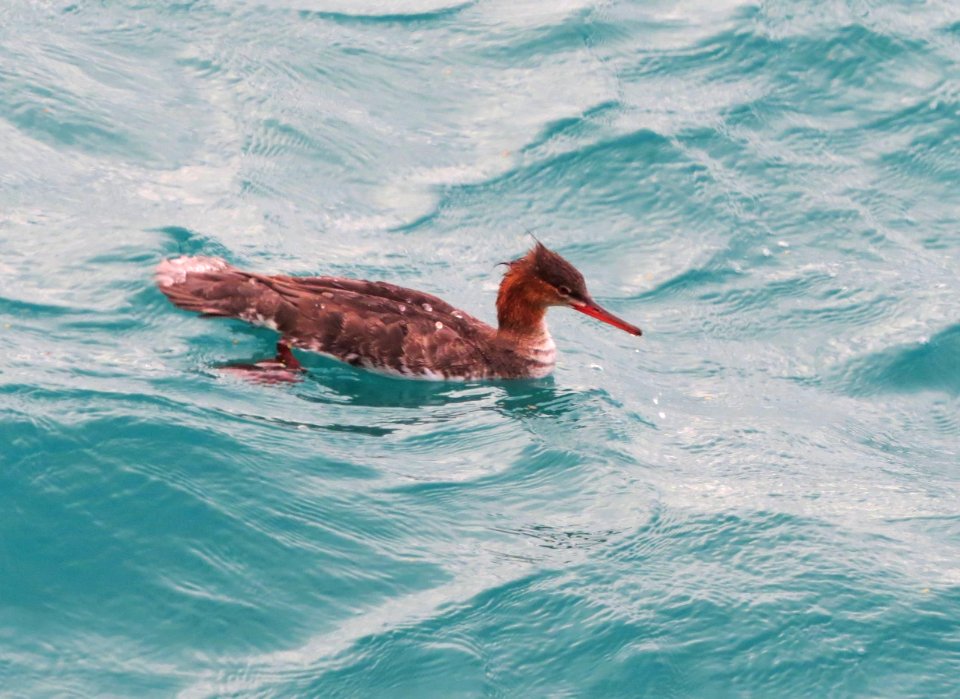 Red-breasted Merganser