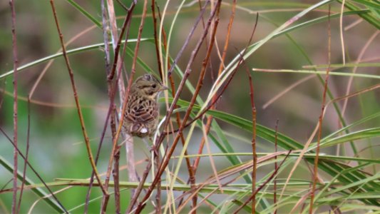 Lincoln's Sparrow