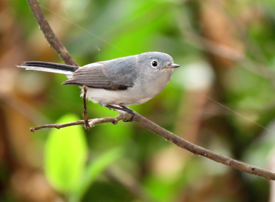 Blue-gray Gnatcatcher