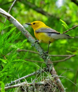 Prothonotary Warbler photo