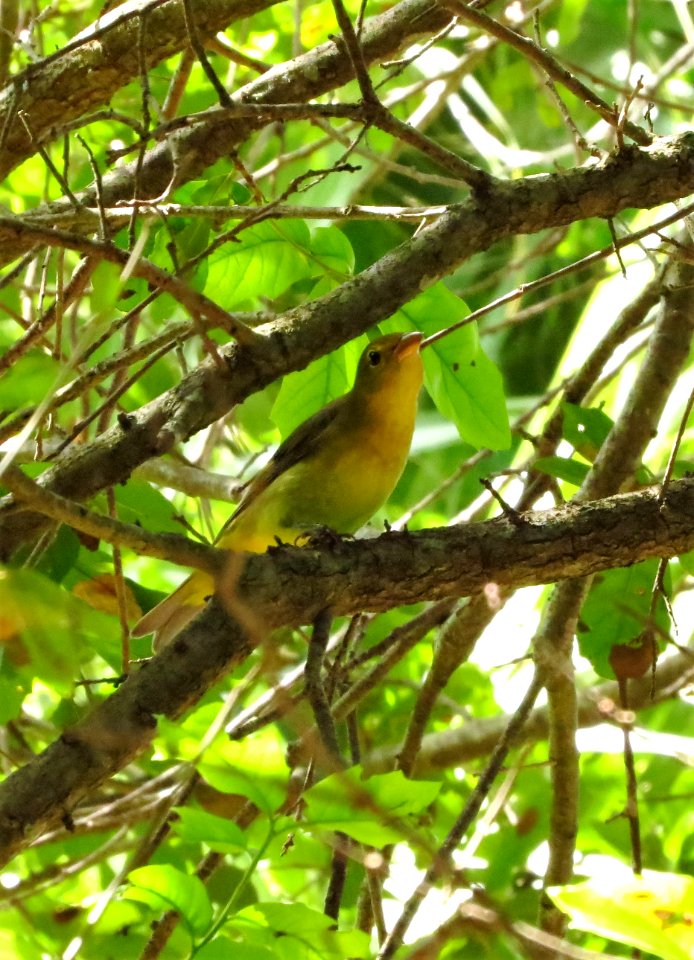 Scarlet Tanager