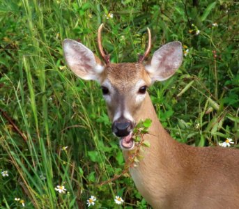 White-tailed Deer, young buck