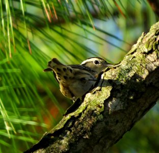 Black and White Warbler