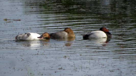 Canvasbacks