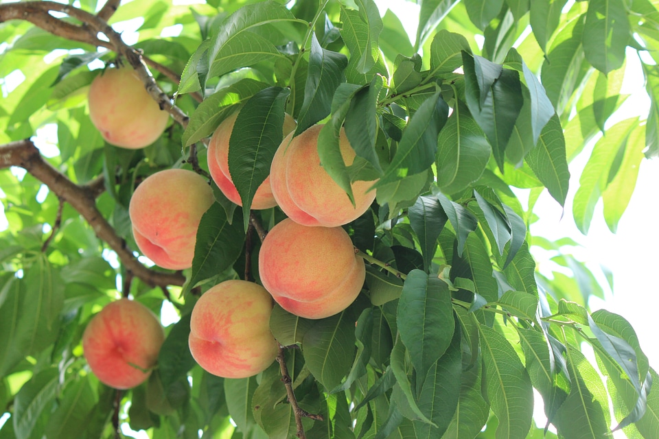 Peach fruit summer