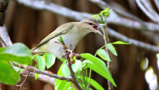 Black-whiskered Vireo photo