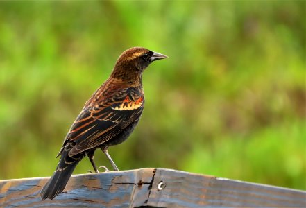 Red-winged Blackbird, young male