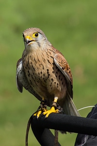 Bird of prey birds predator