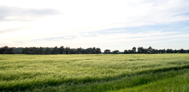 P5271142
