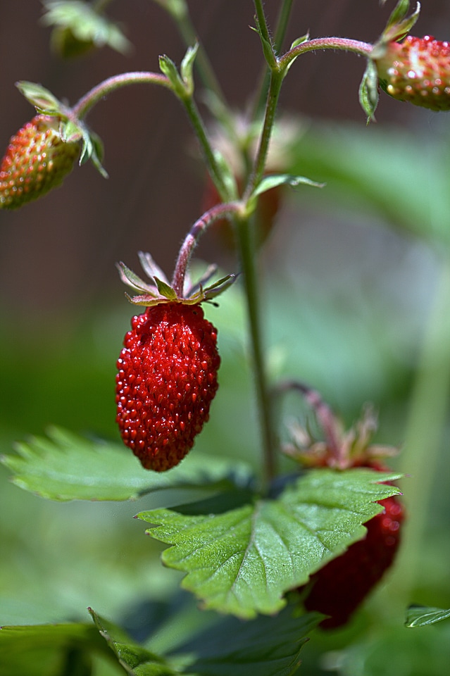Summer plant nature