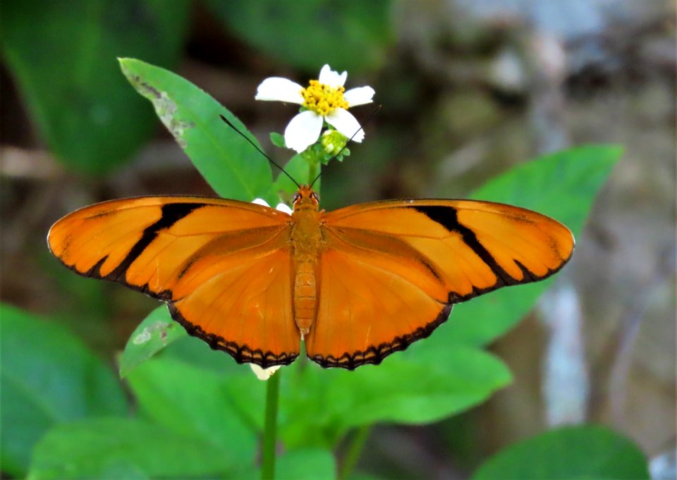 Julia Butterfly
