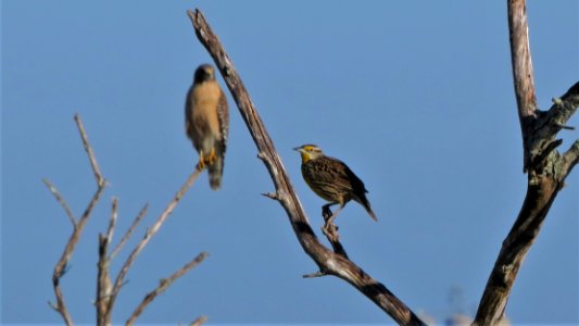 Eastern Meadowlark and Red-shouldered Hawk