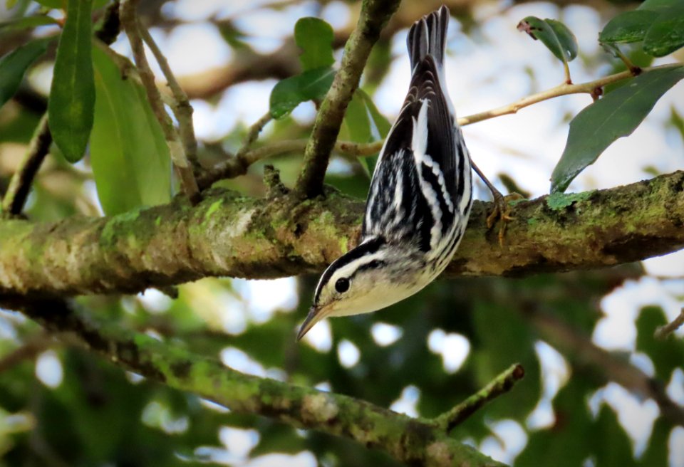 Black-and-white Warbler
