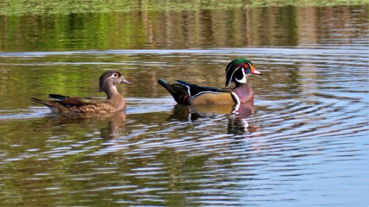 Wood Ducks photo