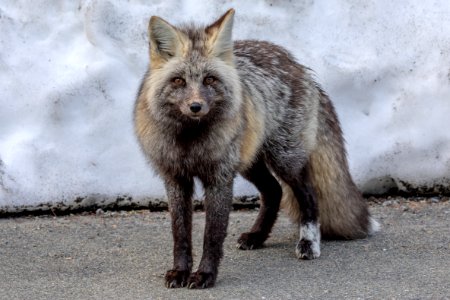 Red Fox