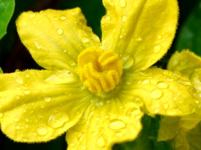 watermelon flower photo