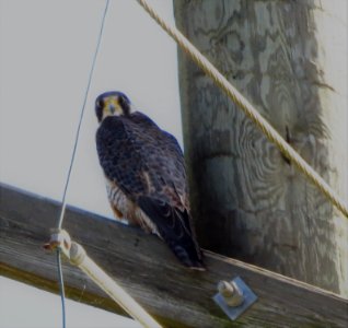 Peregrine Falcon