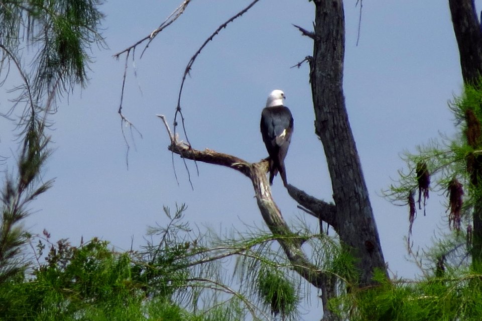 Swallow-tailed Kite