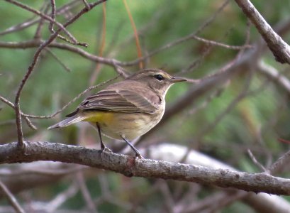 Palm Warbler photo