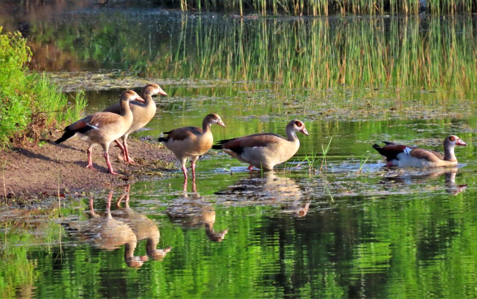 Egyptian Goose family