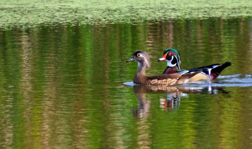 Wood Ducks photo