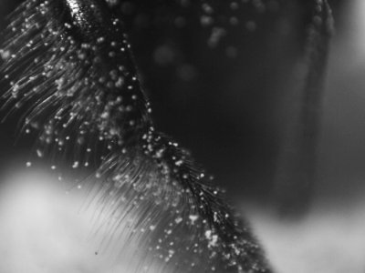 bee and pollen 2