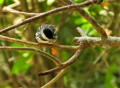 Blackpoll Warbler photo