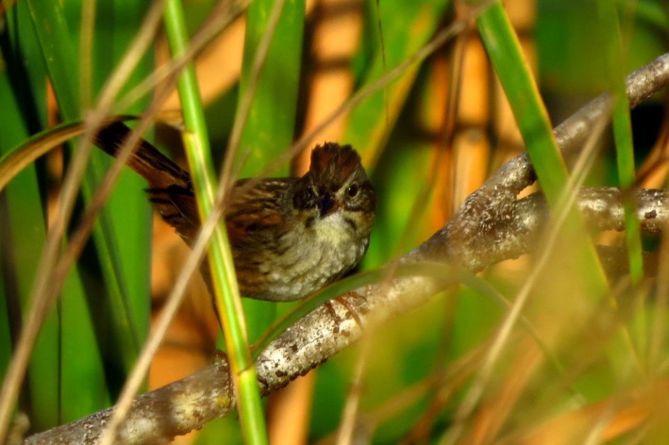 Swamp Sparrow