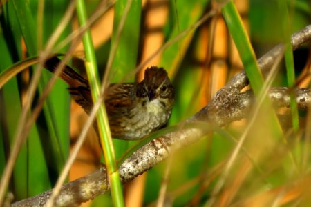 Swamp Sparrow photo