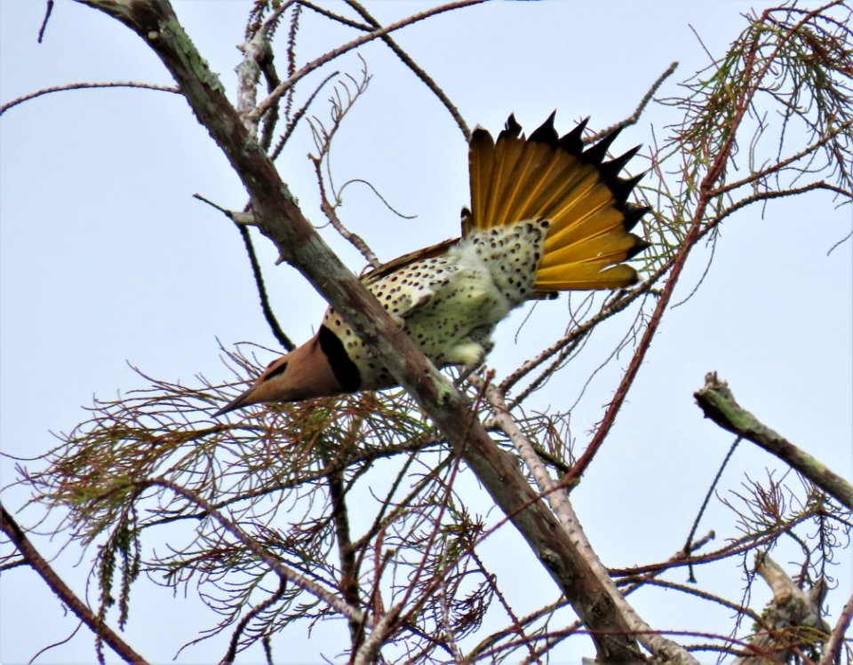 Northern Flicker ( Yellow-Shafted )