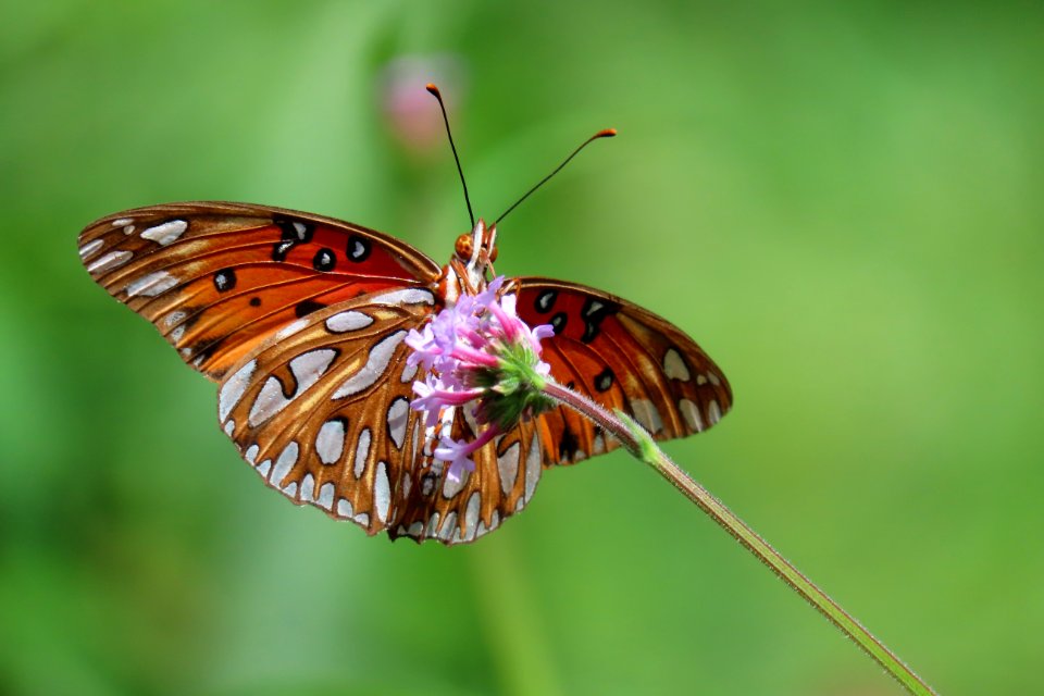 Gulf Fritillary