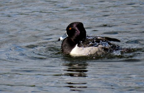 Adult male Ring-necked Duck photo