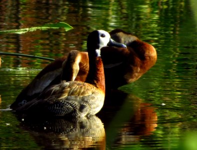 White-faced Whistling Duck photo