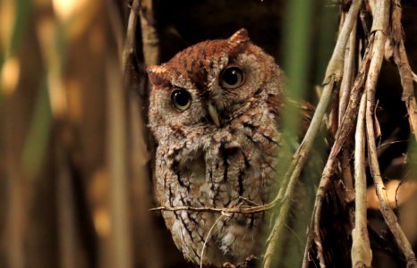 Eastern Screech Owl