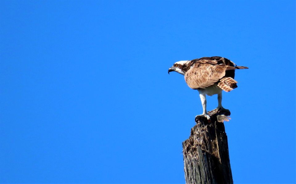 Osprey
