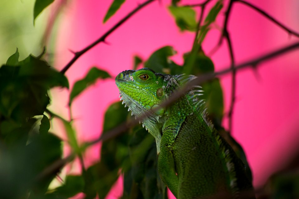 Iguana